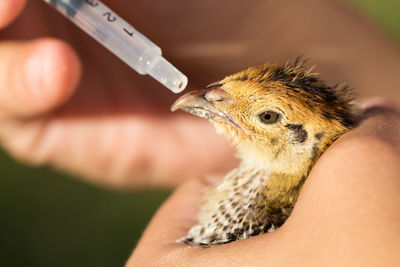 Cropped hand of person injecting bird