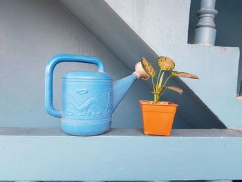 Close-up of potted plant against blue wall