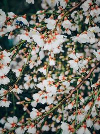 Close-up of cherry blossom