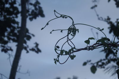 Low angle view of silhouette plant against sky