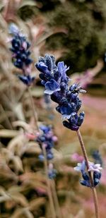 Close-up of purple flowering plant