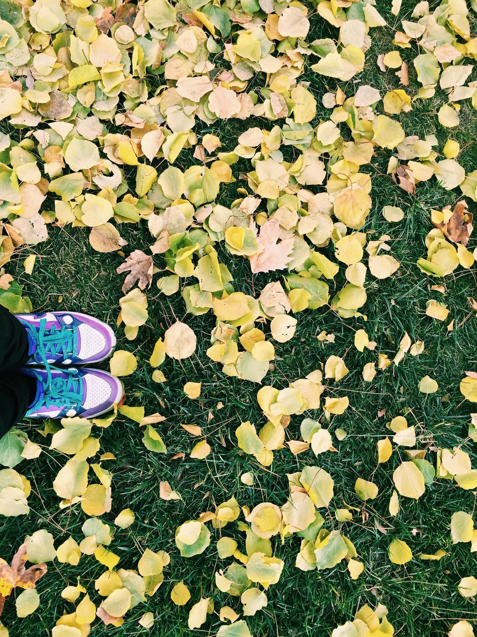 low section, shoe, person, autumn, leaf, high angle view, change, fallen, footwear, dry, personal perspective, leaves, standing, season, directly above, human foot, yellow