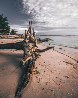 Driftwood on beach