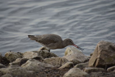 Bird perching on rock by lake