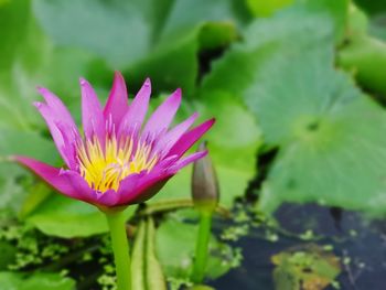 Close-up of pink water lily