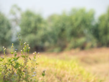 Close-up of plant growing on field