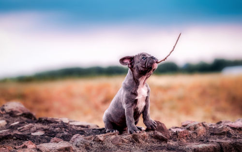 Dog looking away on rock