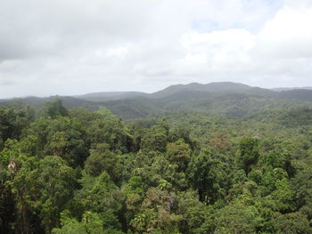 Scenic view of forest against sky