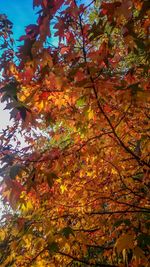 Close-up of tree branches