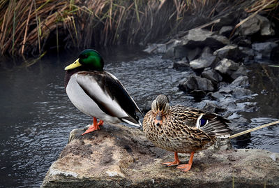 Mallard duck on rock