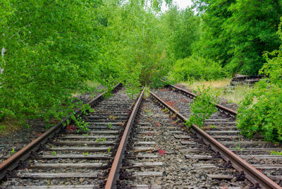 Railroad track amidst trees