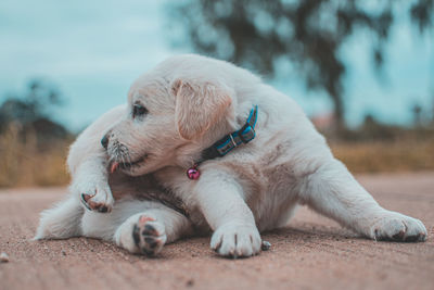 Close-up of a dog resting