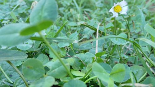 Close-up of flowers growing on plant
