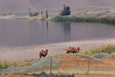 View of sheep in lake