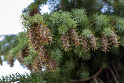 Close-up shot of young douglas fir cones showing the beautiful green of the needles.