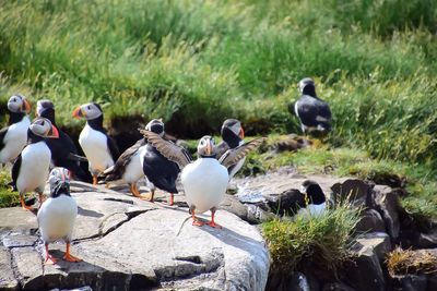 High angle view of puffins perching on field