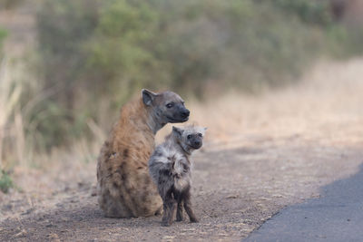 View of two dogs on road