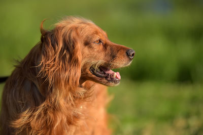 Close-up of dog looking away