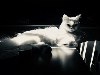 Portrait of cat sitting on floor at home