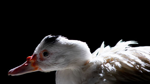 Close-up of white bird over black background