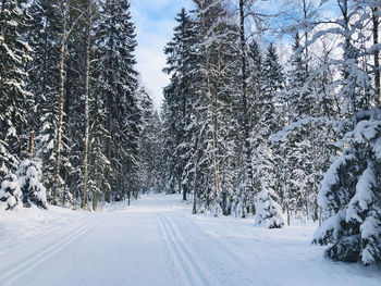 Snow covered land and trees