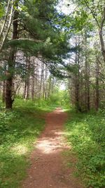 Dirt road passing through forest