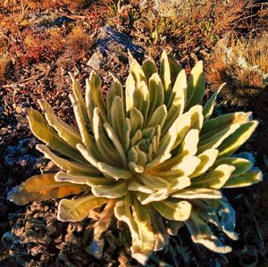 Close-up of cactus plant