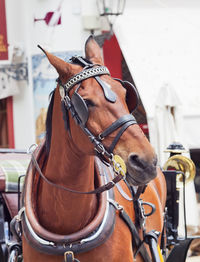 Close-up of horse cart