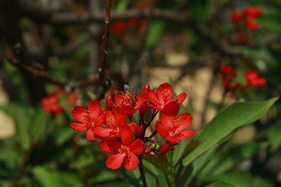 Close-up of red flowering plant