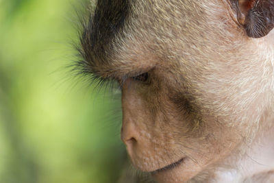 Crab-eating macaque