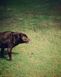 Dog on field