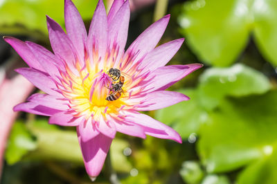 Close-up of bee on flower