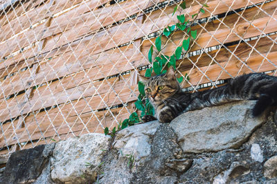 View of cat on wall