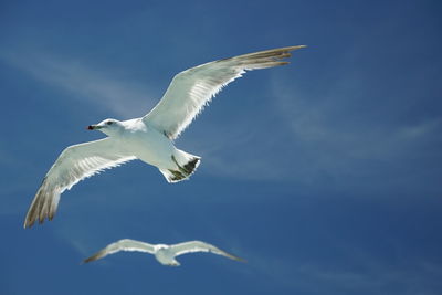 Low angle view of seagull flying in sky