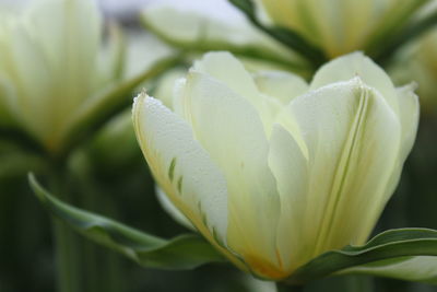 Close-up of white flowering plant