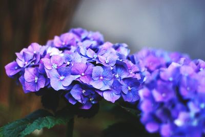 Close-up of purple hydrangea flowers