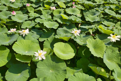 High angle view of flowering plant