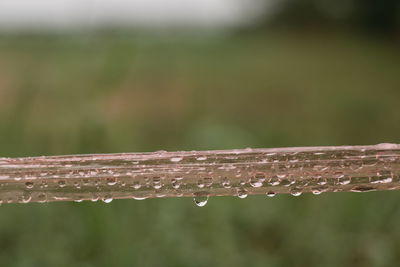 Close-up of wet plant during rainy season