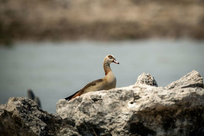 Egyptian goose sits on rocks by waterhole