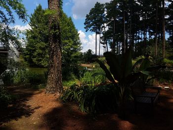 Trees growing in park