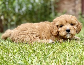 Lion relaxing on field