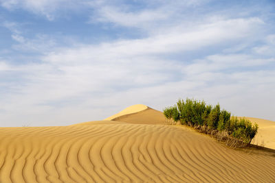 Desert shrub in the desert, natural landscape during bright sunny day in abu dhabi