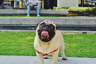 Portrait of a dog