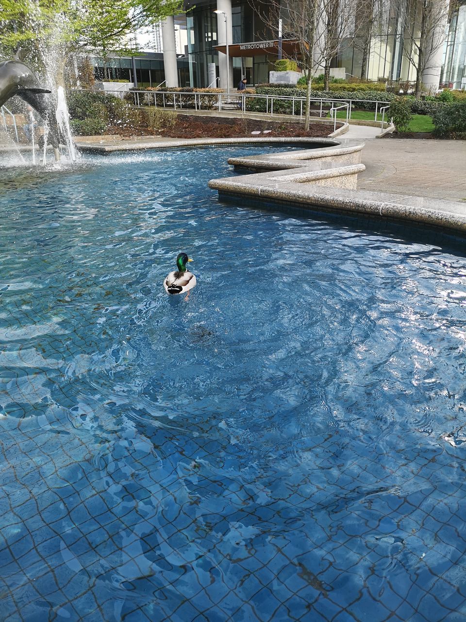 VIEW OF BIRD SWIMMING IN WATER