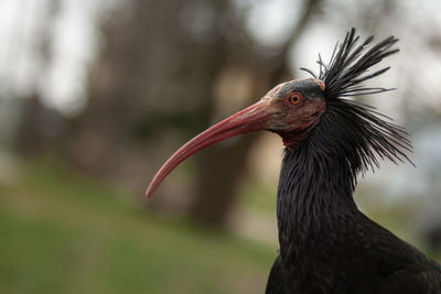 Close-up of a ibis eremita