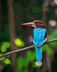 Shallow depth of field, brightly blue colored indian kingfisher bird sitting on a dry branch of tree