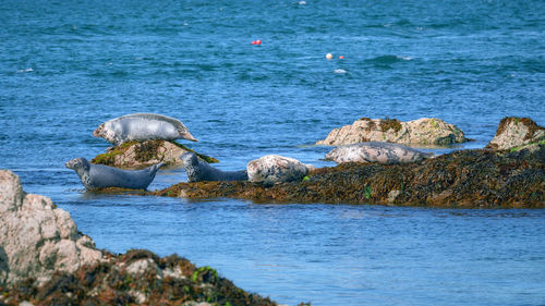 View of birds on rocks at sea shore