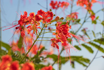 Close-up of red flowering plant