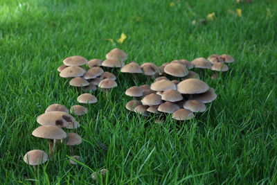 Close-up of mushrooms growing on field