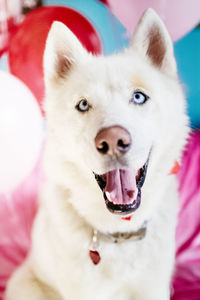 Portrait of dog sitting on blanket